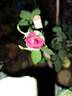 Baronne Caroline rose photo