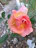 Mandarin rose photo