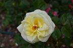 Virginian  Lemon Pie rose photo