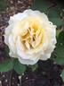 Dunn Deal rose photo