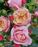 DICchiffon rose photo