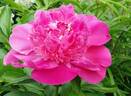 Pink Pom Pom peony photo