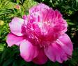 Pink Pom Pom peony photo