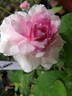 Pink Soupert rose photo