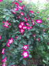 Annie Laurie ™ rose photo