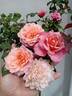 Miyabi rose photo