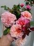Miyabi rose photo