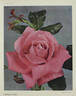 Cathrine Kordes rose photo