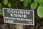 Cousin Essie rose photo