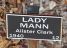 Lady Mann rose photo
