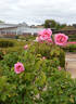 Lady Mann rose photo