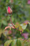 Lady Mann rose photo