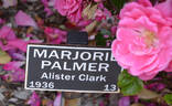 Marjory Palmer rose photo