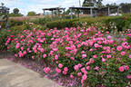 Marjory Palmer rose photo