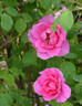 Mrs. Fred Danks rose photo