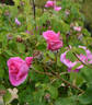 Mrs. Fred Danks rose photo