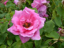 Mrs. Fred Danks rose photo