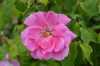 Mrs. Fred Danks rose photo