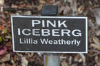 Pink Iceberg ™ rose photo