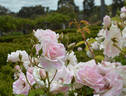 Pink Iceberg ™ rose photo