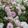 Pink Iceberg ™ rose photo