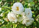 Perfume Dreams rose photo