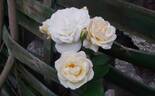 Perfume Dreams rose photo