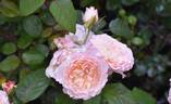BRUnmarj rose photo