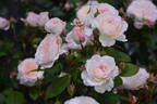 BRUnmarj rose photo