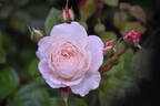 BRUnmarj rose photo