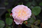 BRUnmarj rose photo