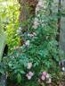 Belle des Fagnes rose photo