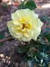 Bee's Paradise rose photo