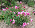 Mrs. Fred Danks rose photo