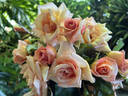 Mrs. Dunlop-Best rose photo