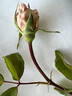 Laurette rose photo