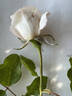 Laurette rose photo