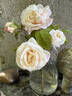 Laurette rose photo