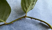 Laurette rose photo
