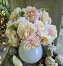Laurette rose photo