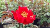 Tobia rose photo