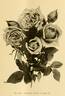 Perle des Jardins, Cl. rose photo