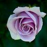 Sterling Silver rose photo