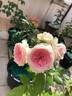 Pompon Veranda ® rose photo