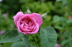 Lady Emily Peel rose photo