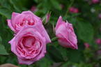Lady Emily Peel rose photo