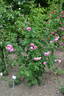 Lady Emily Peel rose photo