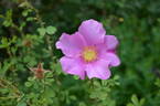 <i>Rosa stellata</i> var. <i>mirifica</i> rose photo