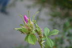 <i>Rosa stellata</i> var. <i>mirifica</i> rose photo