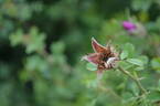 <i>Rosa stellata</i> var. <i>mirifica</i> rose photo